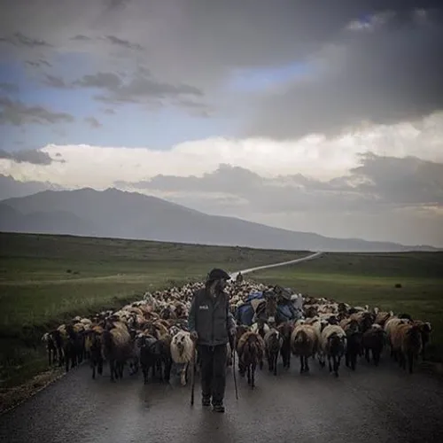 A sheppard moves forward with his herd agri turkey Photo 