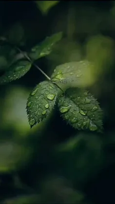 آرزو می‌کنم…