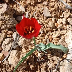 گل لاله _ Tulipa