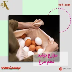مرغداری مرغ تخمگذار 