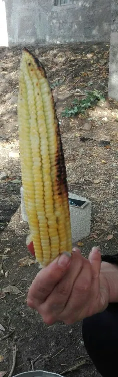 اینم بلال پوست گرفته آتیشی🌽 😋 😎 😅