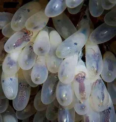 نوزادان اختاپوس، درون تخم های شفاف
