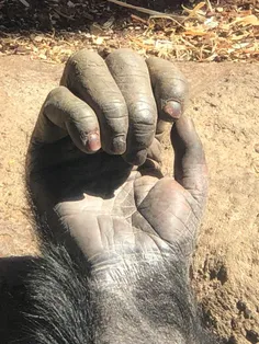 دستِ یک شامپانزه 