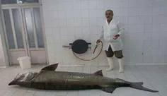 🔹 صید ماهی ۱۰ میلیونی در سواحل گیلان
