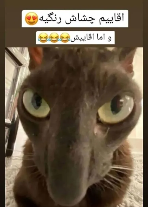 لعنتی های چشم رنگی 😖🤢😅