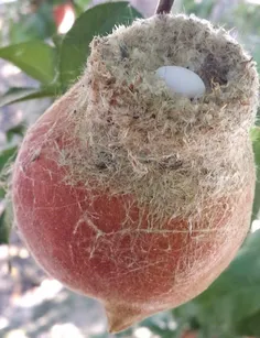 لانه پرنده روی میوه هلو