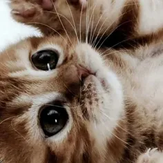 واییییی چقدر گوگولی🥺🥺🥺🐈🐈