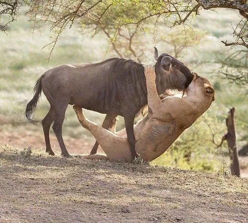 لحظه پایانی شکار..