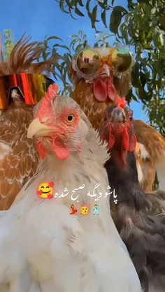 alibaba62717 76992597