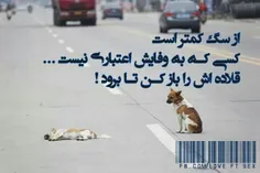 عاشقش بودی.