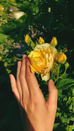 دوستان پیج اینستاگرامم رو فالو کنید مرسی🌼