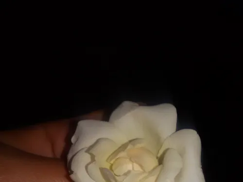 این گل روژین برام چیده
