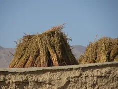 نحوه خشک کردن کنجد توسط روستائیان و کشاورزان-