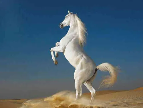 اسب نفس بریده را طاقت تازیانه نیست،،،