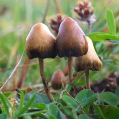 نام این#گیاه magic mushroom (#قارچ جادویی) است که می توان