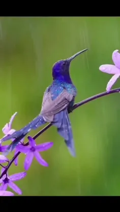مرغ مگس‌خوار دم‌چلچله‌ای (Swallow-tailed hummingbird) عمد