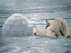 خرس قطبي