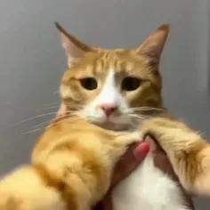 بشه منه 🐱