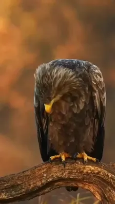 عقاب دم سفید (White-tailed eagle)، که گاهی به عنوان «عقاب