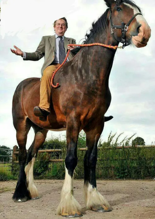 قد بلندترین اسب جهان از نژاد شایر که علاوه بر داشتن 3 متر