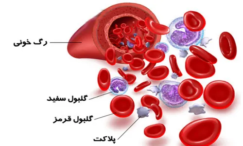 جالبه بدونید در یک رگ خونی سه تا چیز وجود داره