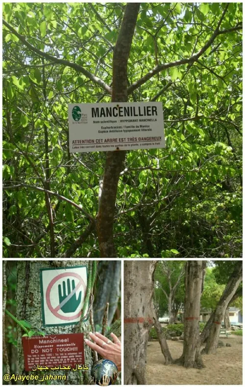 مانسینلا (Hippomane mancinella) خطر ناک ترین درختی است که