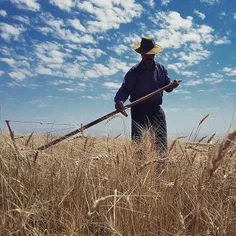 A farmer’s busy harvesting wheat. #Ardabil, #Iran. Photo 