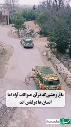 *پیج شگفت انگیز ویسگون*تشکرازلایک و حضورتون*