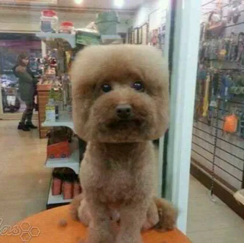 😂 به تازگی صاحبان سگ در تایوان از مدل های موی دایره و مرب