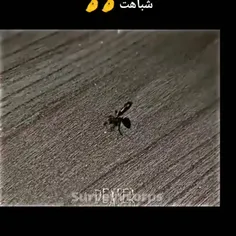 شباهت رو😂