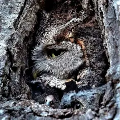 کسی نمی ببنه