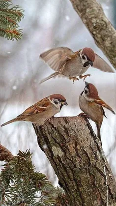 اگر پرنده بود...!! 🕊