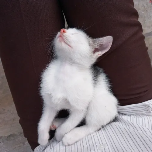خواب ناز گربه کوچولو روی پا