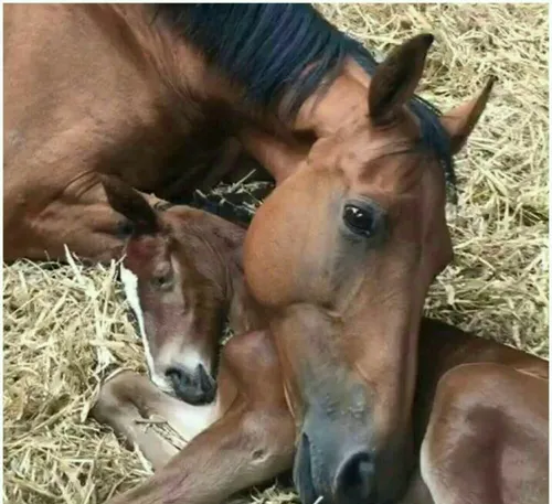 این اسب بچه اش را هنگام زایمان از دست داد و به افسردگی مب