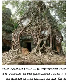 ریشه های درخت که معبدی رو در جنگل کاملا پوشاندن 😊😊😊