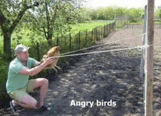 پرنده های خشمگین از نوع واقعیش