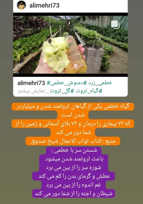 خطمی زرد دمنوش خطمی