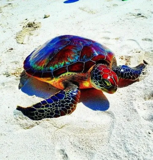 گونه ای کمیاب از لاکپشت دریایی با بدن رنگی