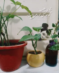 شادی بطلب