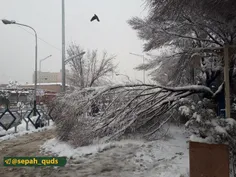 🔸 ️ درختان تهران به دلیل نتکاندن برف در حال شکستن هستند. 