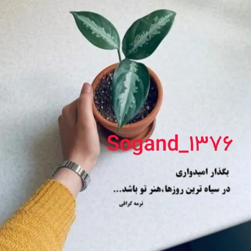  sogandam_76_13 49150557 - عکس ویسگون