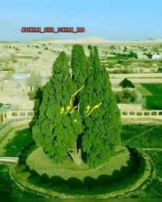 سرو ابرکوه پیرترین درخت ایران و آسیا با 