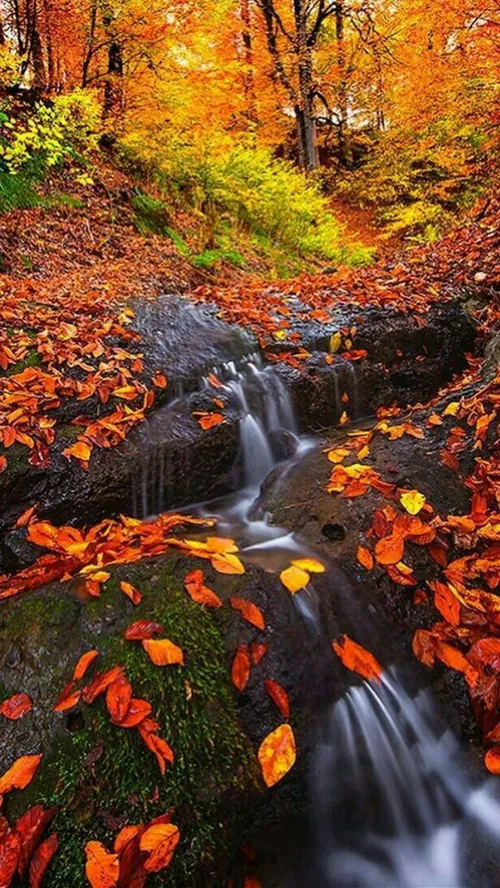 طببعت پاییزی جنگلهای اسالم در استان زیبای گیلان