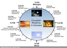 ساعت بدن تان را بدانید تا بیمار نشوید
