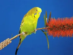 زندگی رنگارنگ پرندگان....