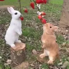🥰صحنه ای از خرگوش های ناز و دوست داشتنی😍