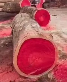 عاج صورتی (Pink ivory) یک چوب سخت آفریقایی است که برای سا