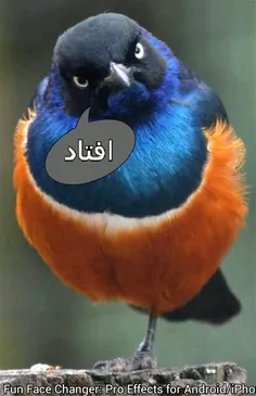 هههه چه کپله