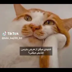 واییی گربهههههه😭😭