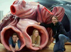 قلب نهنگ حدود ۶۰۰ کیلوگرم وزن دارد و بقدری بزرگ است که ان